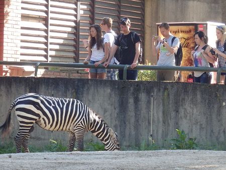 st-zoo