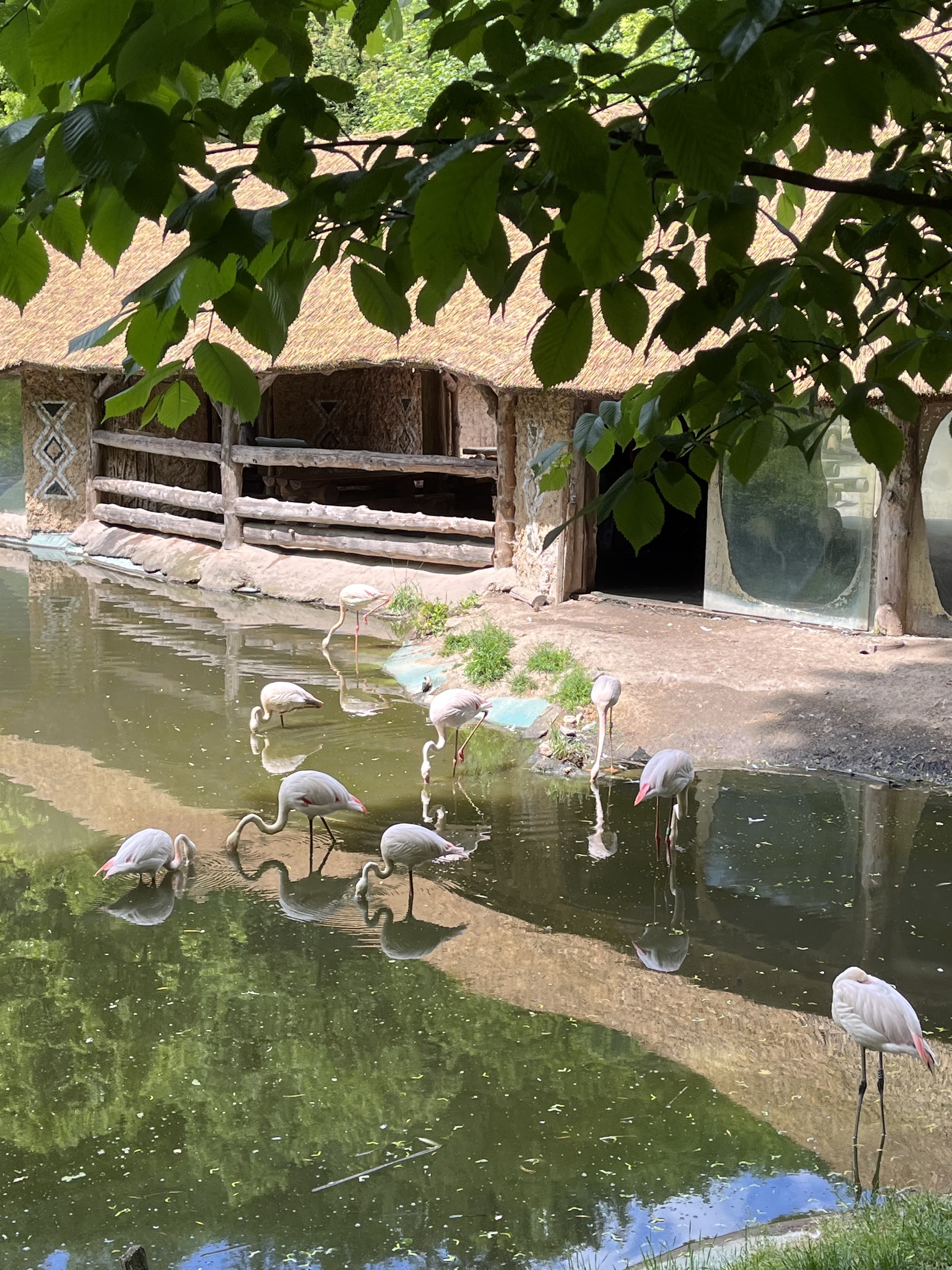 ZOO 2