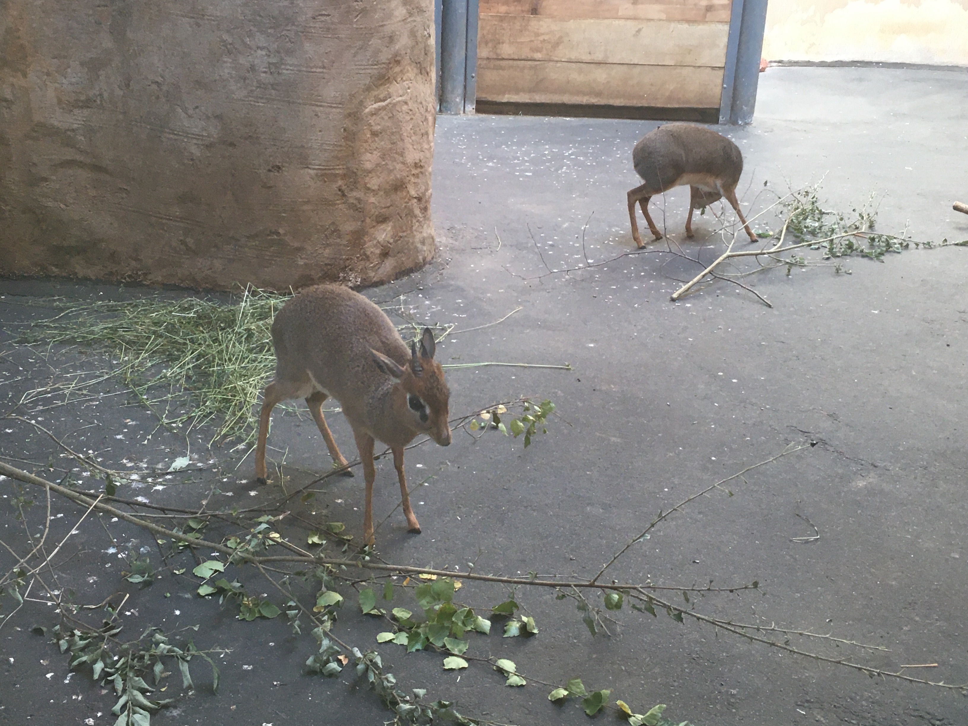 ZOO5