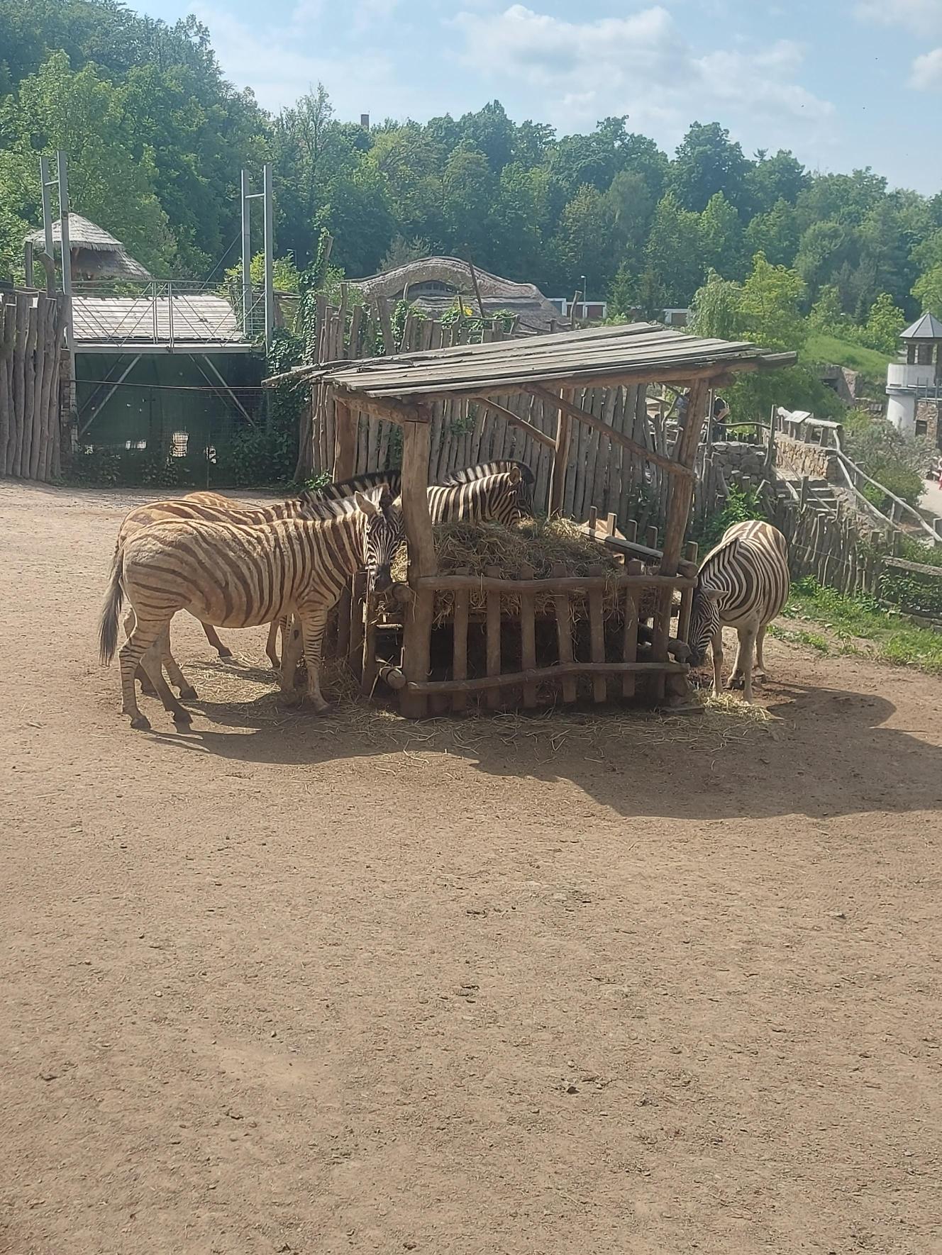 ZOO 1