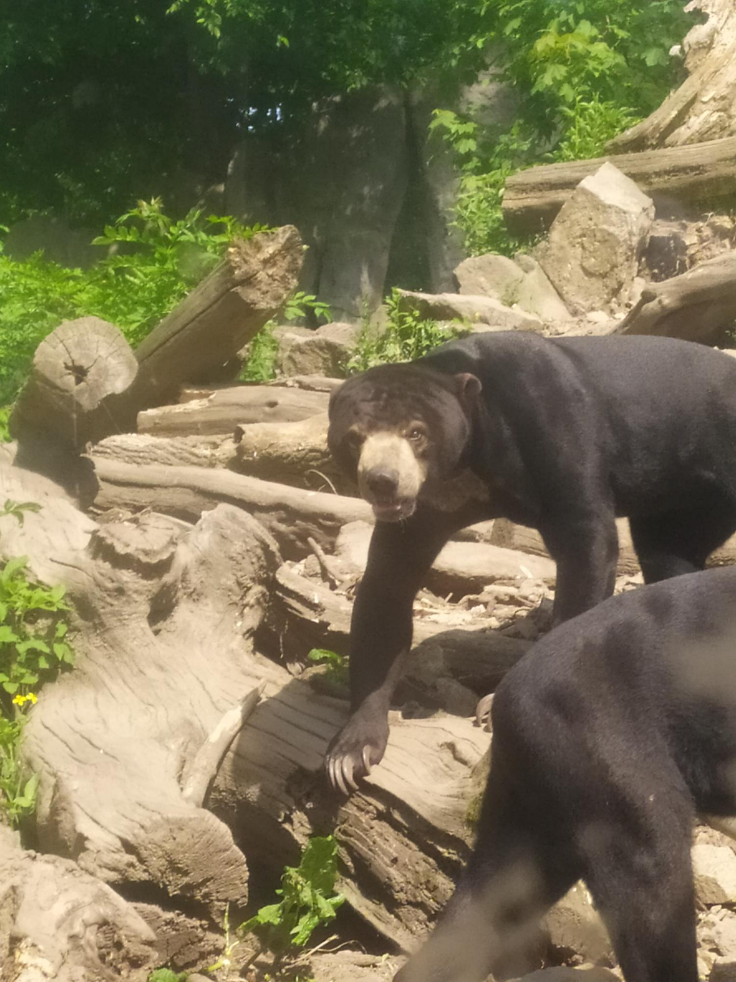 ZOO 3