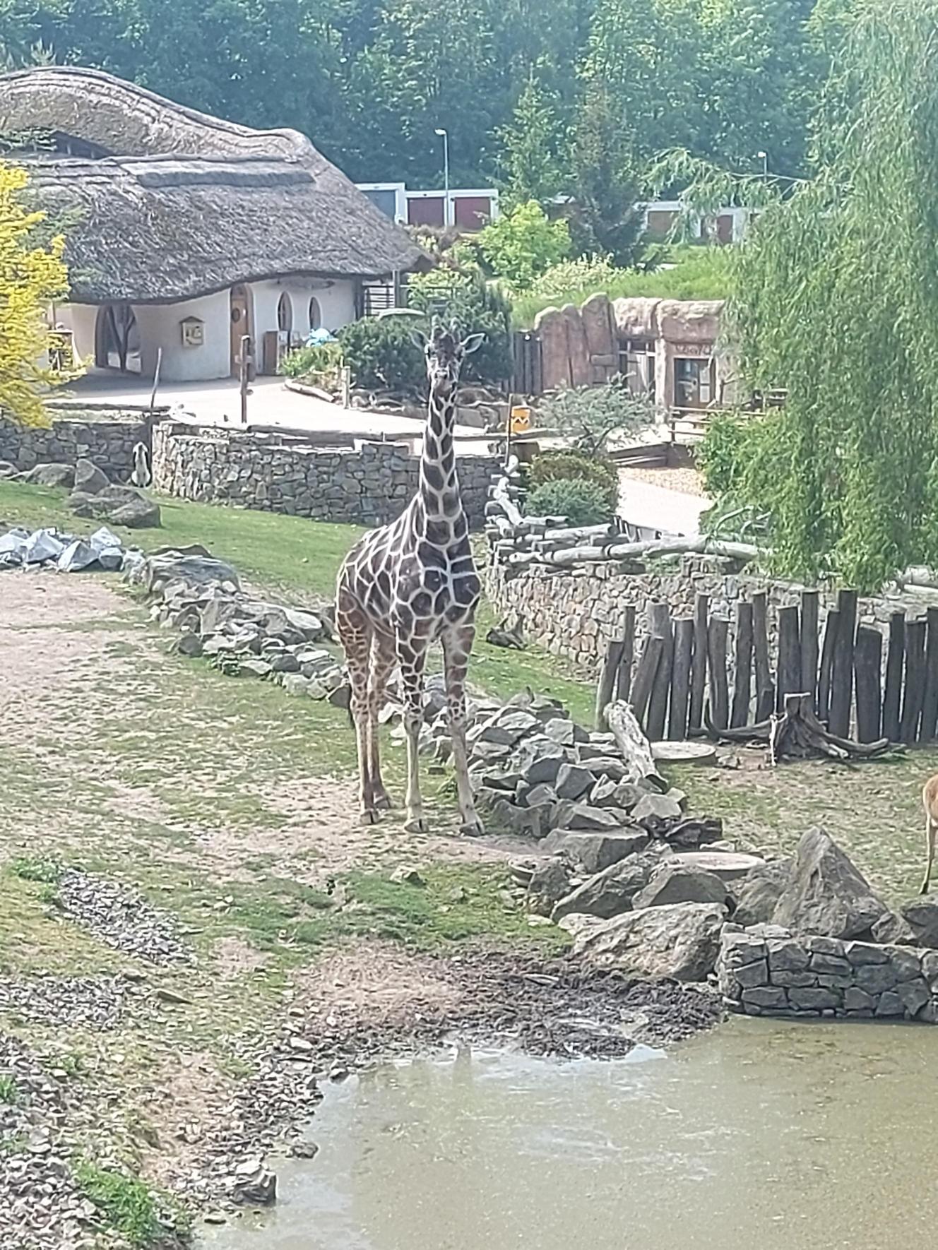 ZOO 7